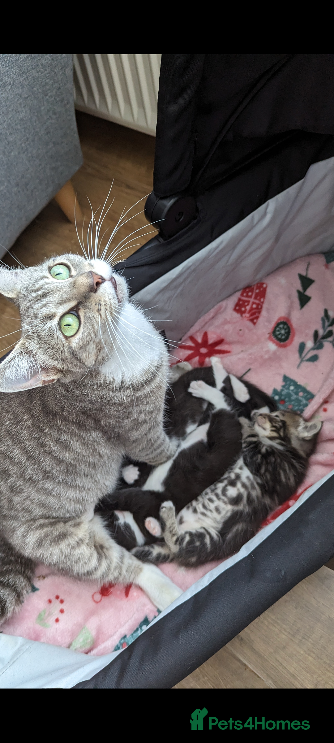 Mixed Breed cats for sale: A cute kitten named Kacper is looking for love - Image 8