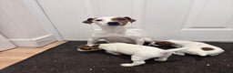 Jack Russell dogs for sale: Smooth coated tan and white jack russels  - Advert 5