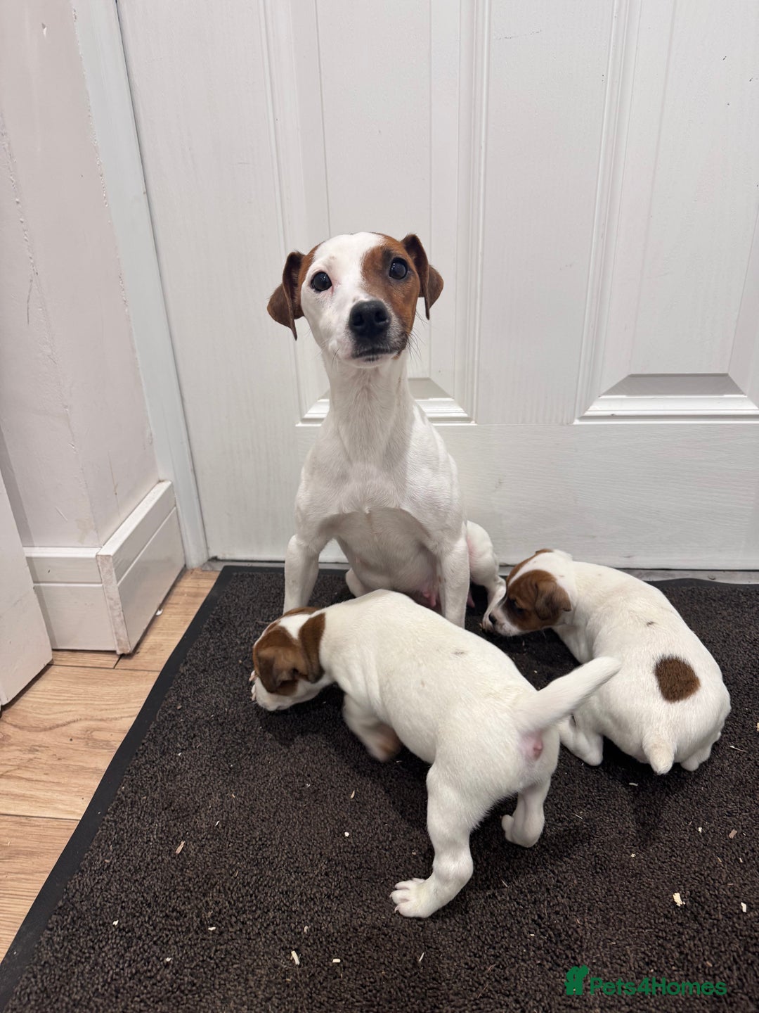 Jack Russell dogs for sale: Smooth coated tan and white jack russels  - Image 5