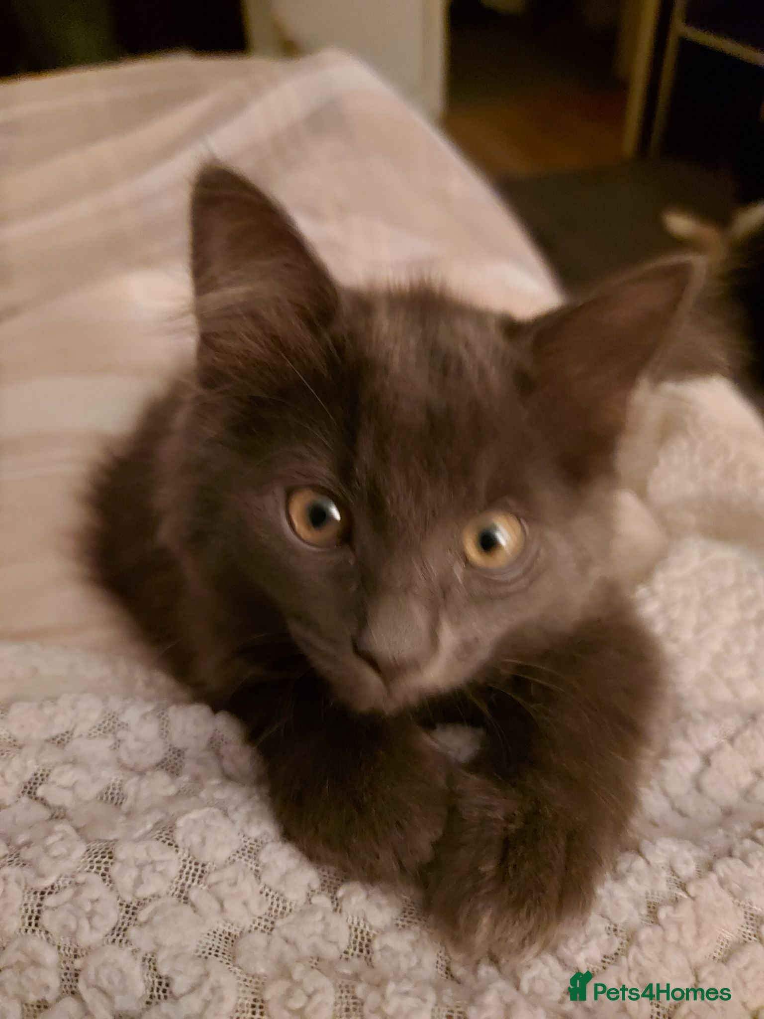 Mixed Breed cats grey fluffy long haired kittens  - Advert 14
