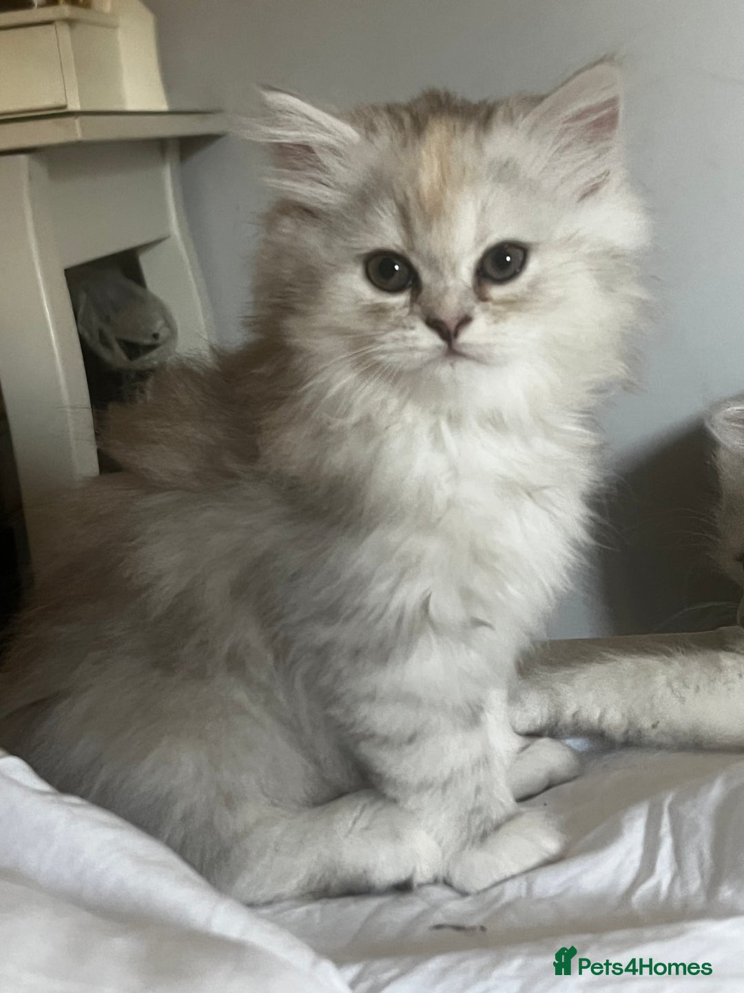 Persian cats for sale: Long haired Persian. Chinchilla. in Shefford - Image 5