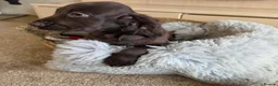 Cocker Spaniel dogs for sale: Working Type Cocker Spaniels - Advert 25