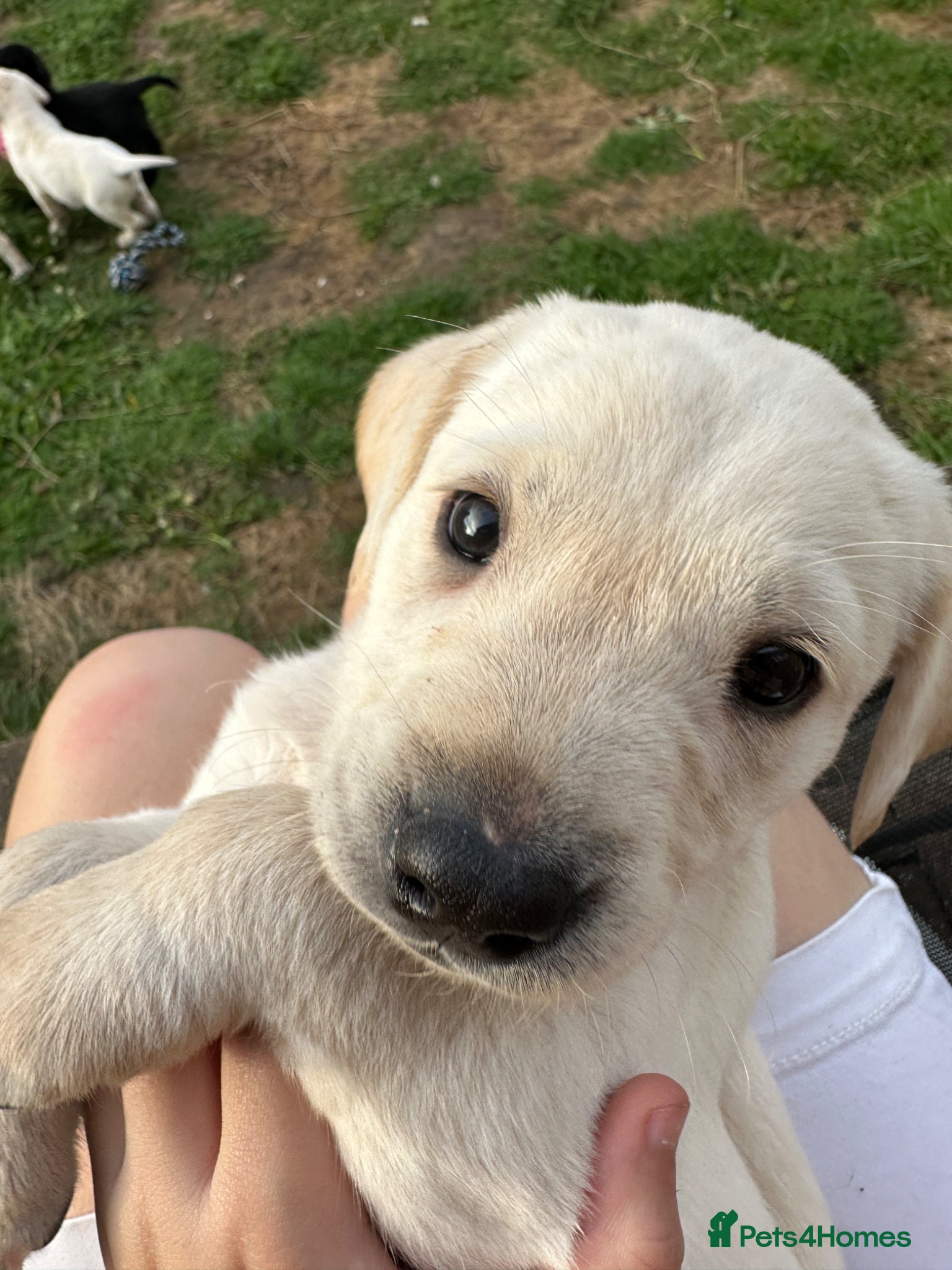 Labrador Retriever dogs Labrador puppies - Advert 1