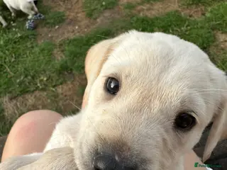 Labrador Retriever dogs Labrador puppies - Advert 1
