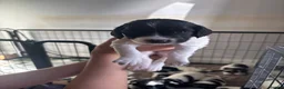 English Springer Spaniel dogs for sale: Beautiful litter 9 English Springer Spaniel pups - Advert 15