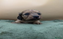Miniature Dachshund dogs for sale: KC LONGHAIRED MINIATURE DACHSHUNDS  - Image 7