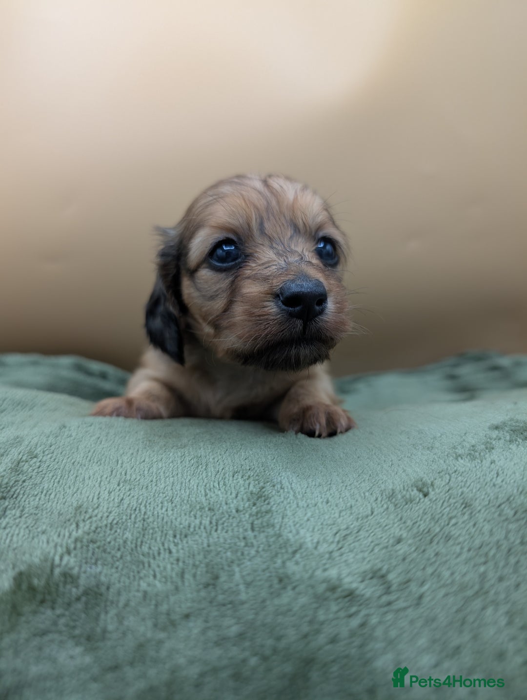 Miniature Dachshund dogs for sale: KC LONGHAIRED MINIATURE DACHSHUNDS  - Image 7