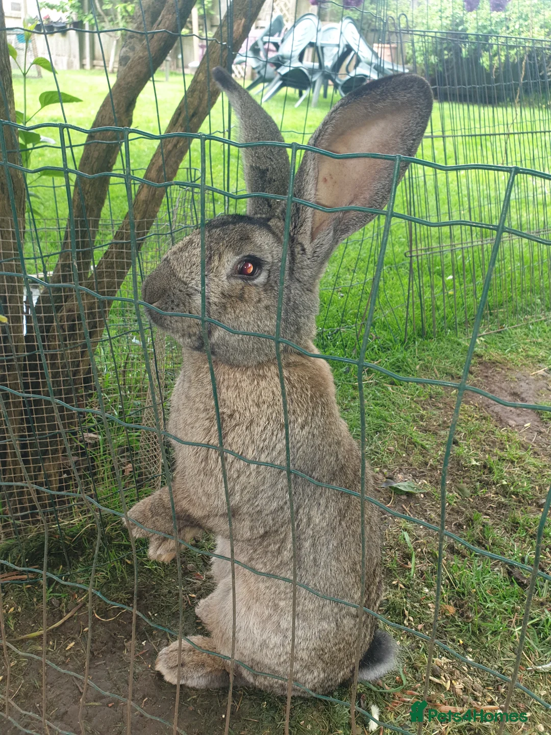 Continental Giant rabbits for sale: Baby giant rabbits in Newton Abbot - Advert 1