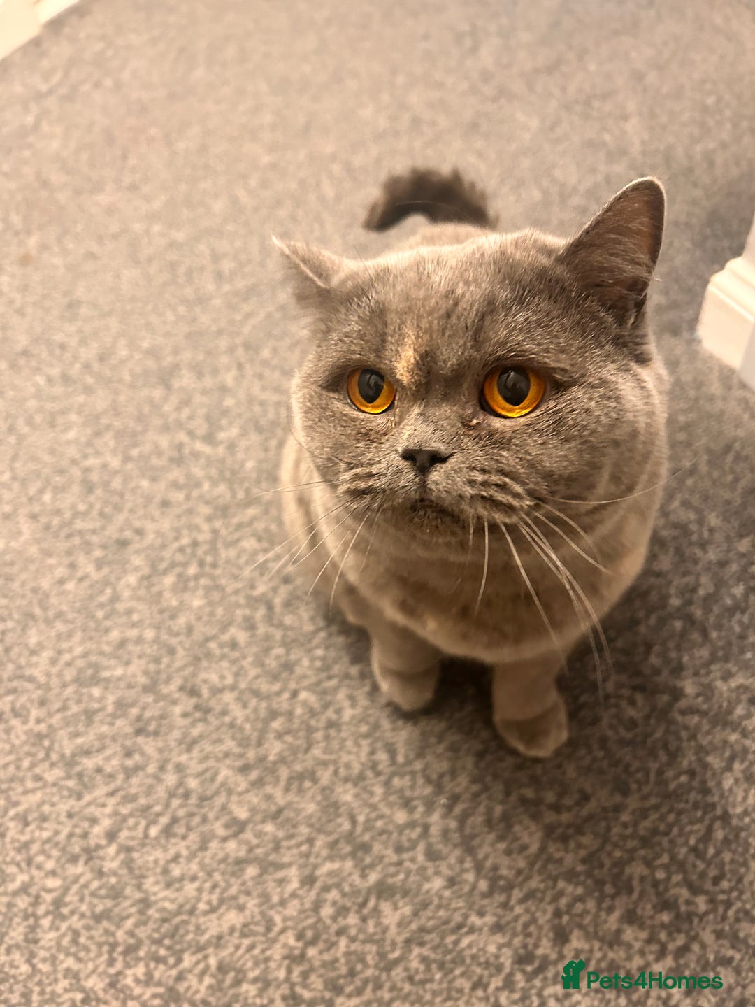 British Shorthair cats for sale: Beautiful girl bsh 2 y/o - Advert 4
