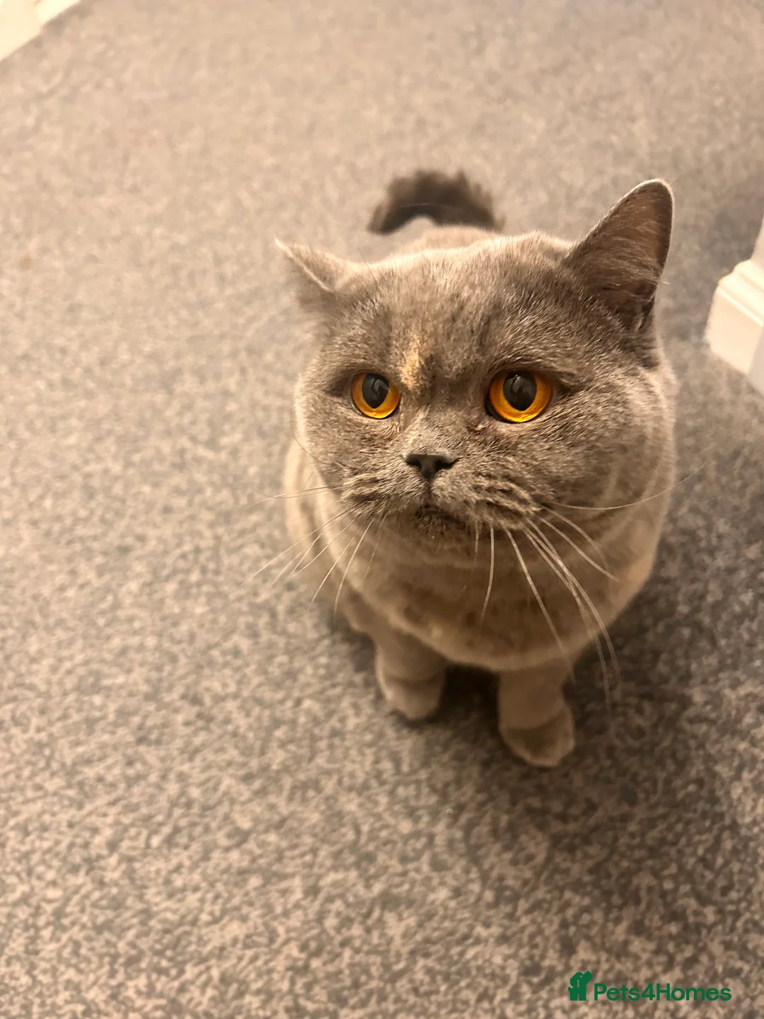 British Shorthair cats for sale: Beautiful girl bsh 2 y/o - Advert 4