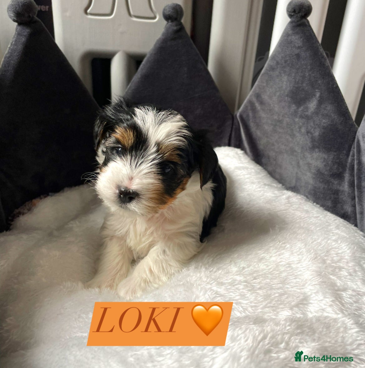 Yorkshire Terrier dogs for sale: Adorable Biewer Yorkshire Terriers - Advert 9