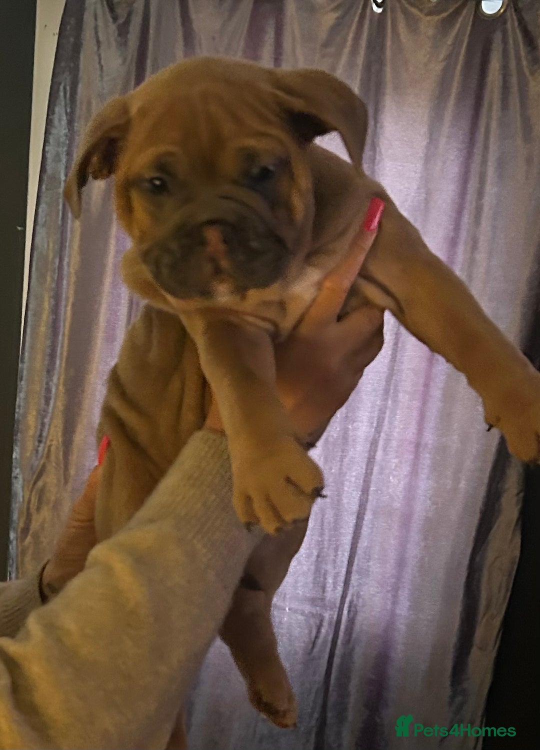 Mixed Breed dogs for sale: Bulldog puppy’s ready (5 BOYS LEFT 💙) - Image 14