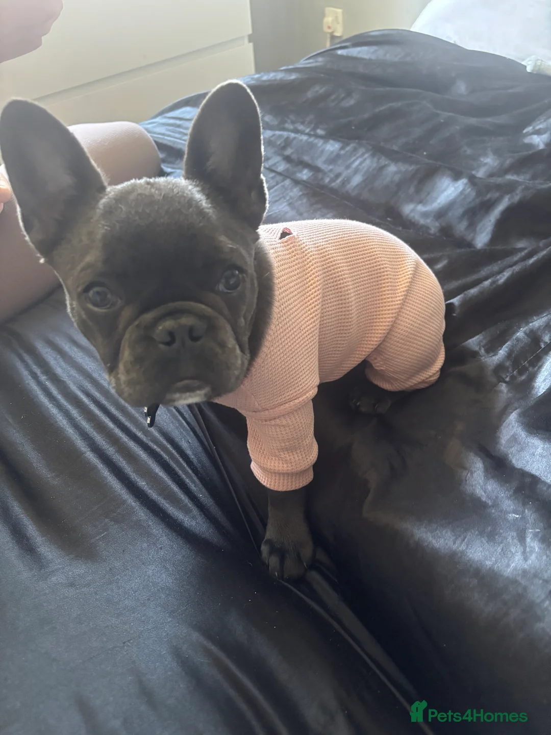 French Bulldog dogs for sale: french bulldog  - Advert 3