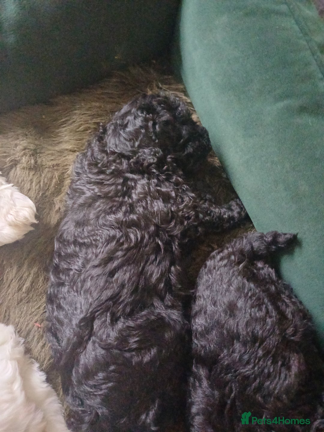 Mixed Breed dogs for sale: Cavapoo puppies available before  **   - Advert 9