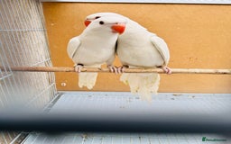 Ringnecks birds for sale: Stunning rare Ringnecks for sale  - Image 10