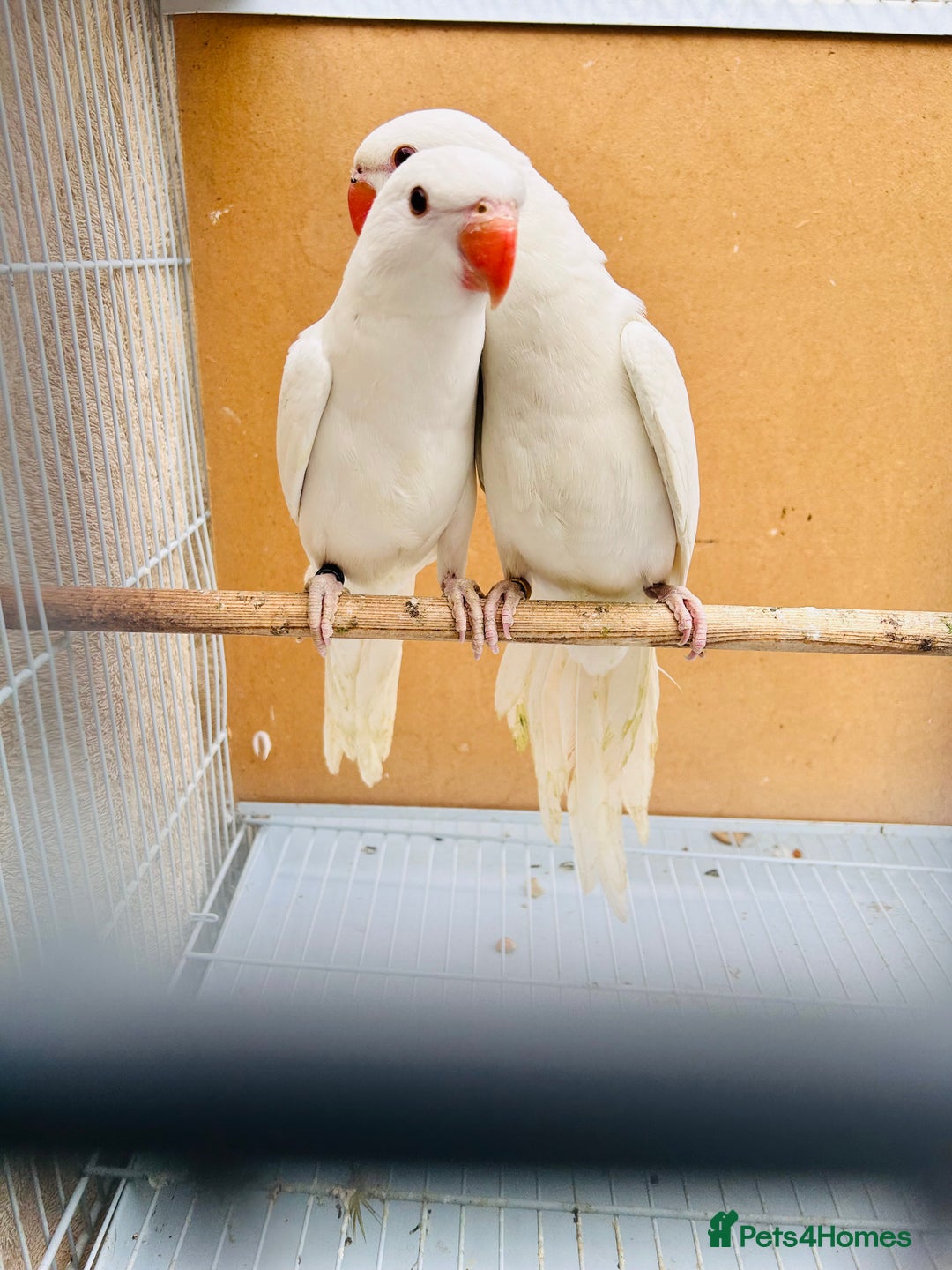 Ringnecks birds for sale: Stunning rare Ringnecks for sale  - Image 10