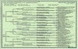 Maine Coon cats for sale: Romario. Red Silver Ticked (Golden/Shaded lines - Image 7