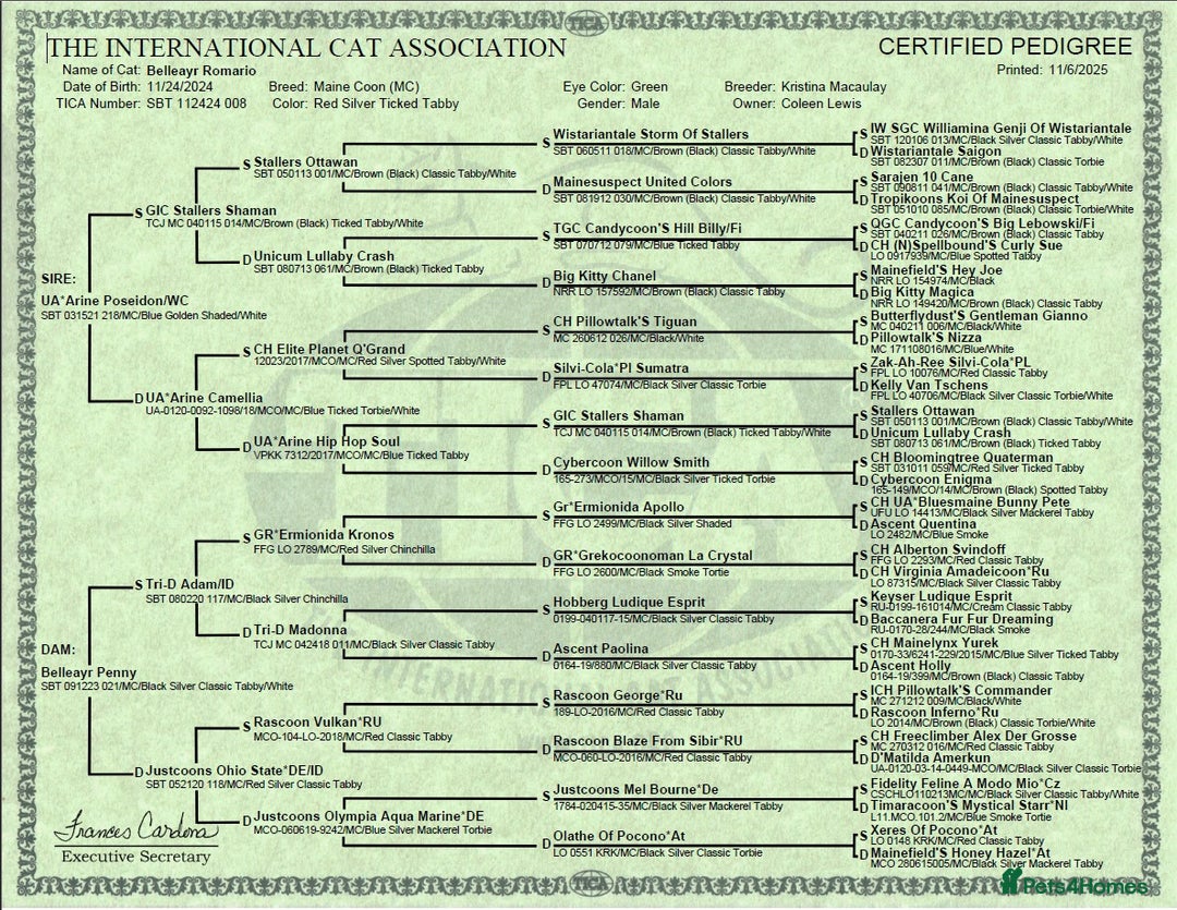 Maine Coon cats for sale: Romario. Red Silver Ticked (Golden/Shaded lines - Image 7