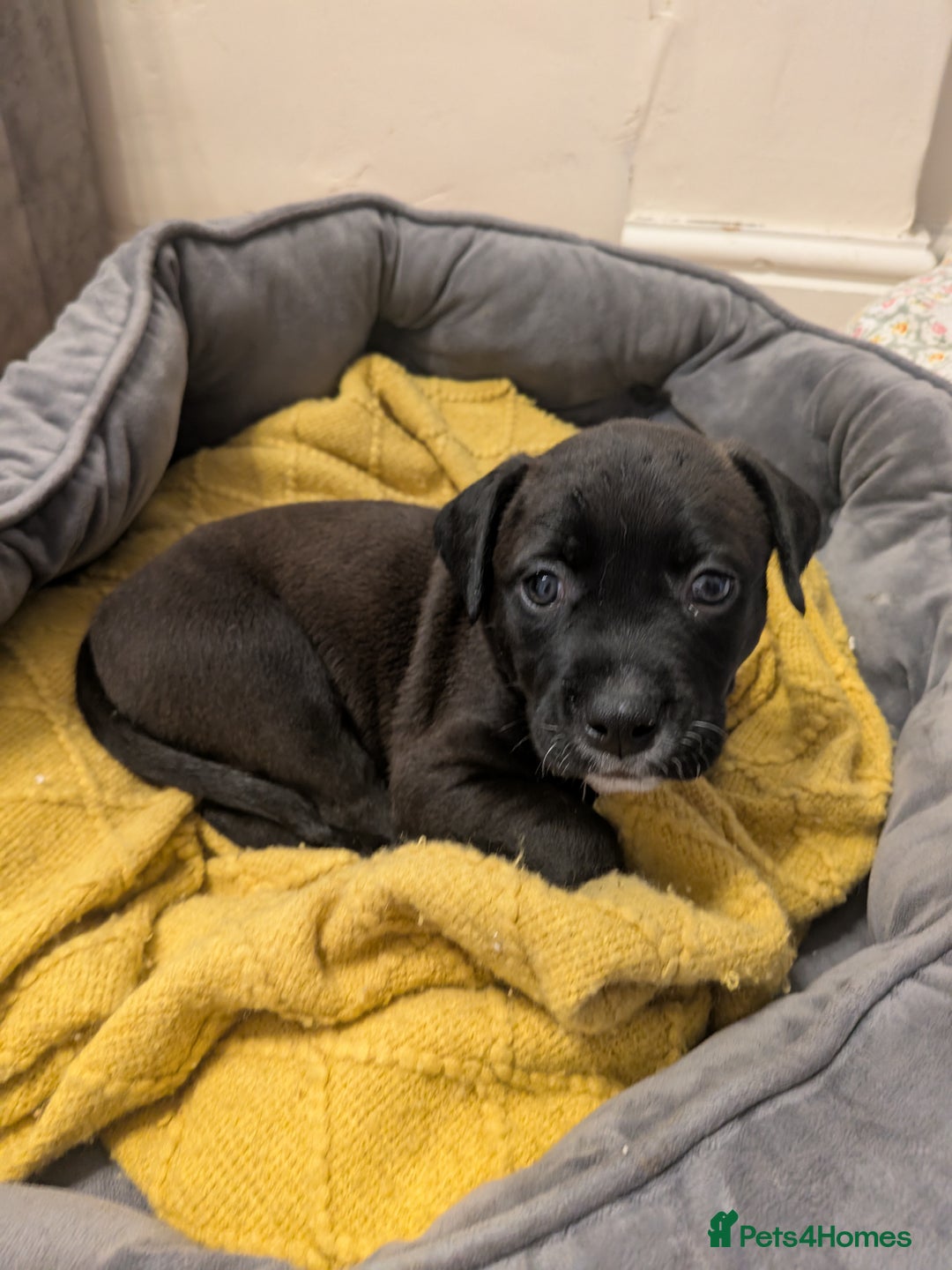 Mixed Breed dogs for sale: Beautiful Labrador x Staffys - Image 20