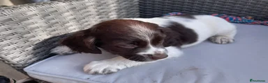 English Springer Spaniel 4