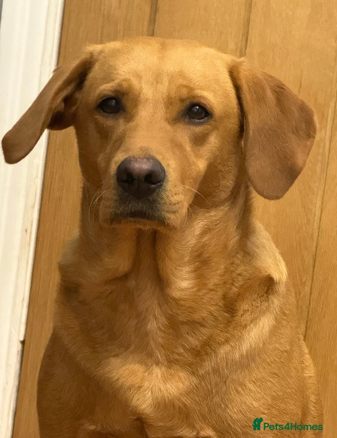 Labrador Retriever dogs for sale: 8 week old Fox red Labrador Boy Ready to leave now - Advert 1