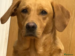 Labrador Retriever dogs 8 week old Fox red Labrador Boy Ready to leave now - Advert 4