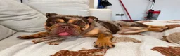 English Bulldog dogs for sale: Chocolate Tri Merle English Bulldog - Advert 2