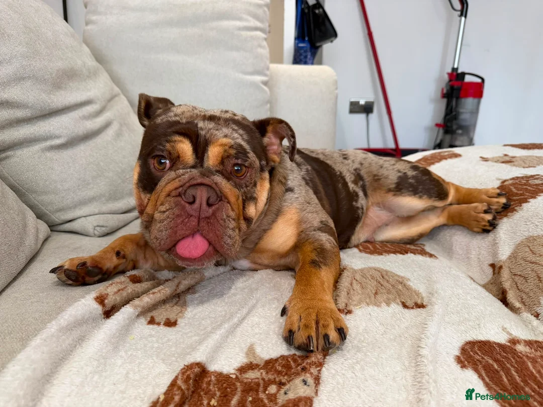 English Bulldog dogs for sale: Chocolate Tri Merle English Bulldog - Advert 2