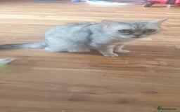 British Shorthair cats for sale: Pedigree British Shorthair  - Image 6