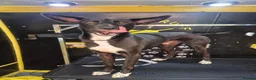Mixed Breed dogs for adoption: Buddy - Advert 4