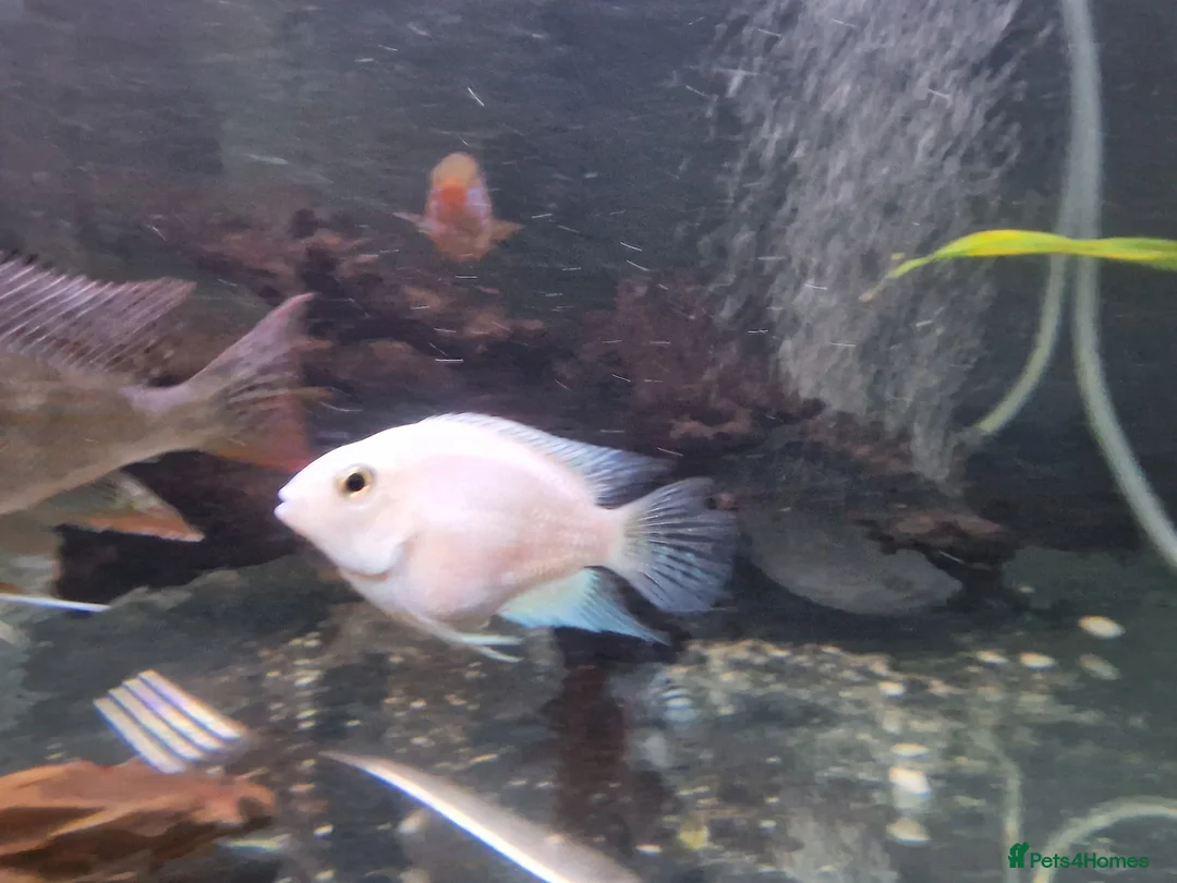 Cichlids fish for sale: Fish for sale  in Leeds - Advert 14