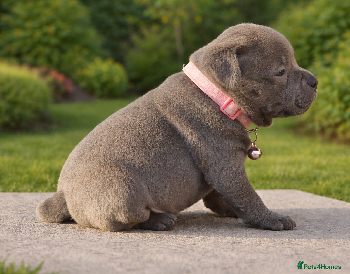 Staffordshire Bull Terrier dogs SOLID BLUE TEDDY BEAR STAFFS 💯🔥 - Advert 2