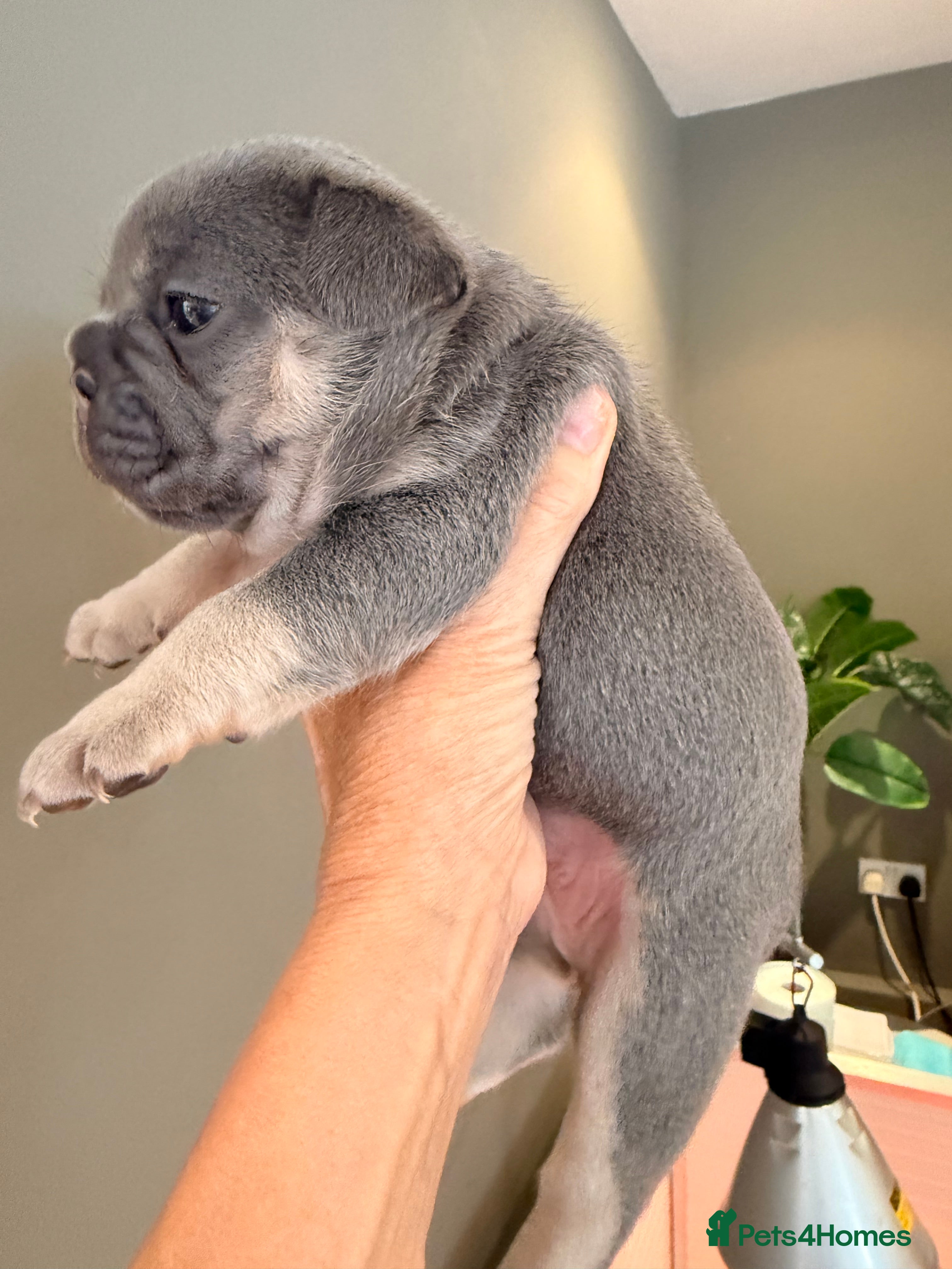 French Bulldog dogs French bulldog puppies now available  - Advert 2
