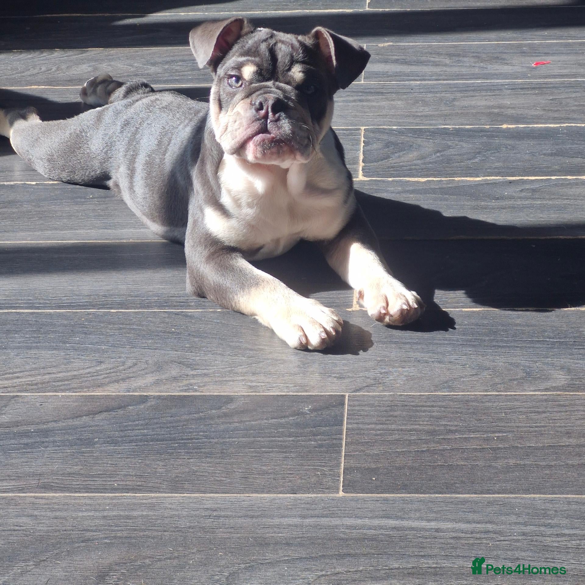 English Bulldog dogs REDUCED 1 GIRL  KC REG  ENGLISH BULLDOG  - Advert 1