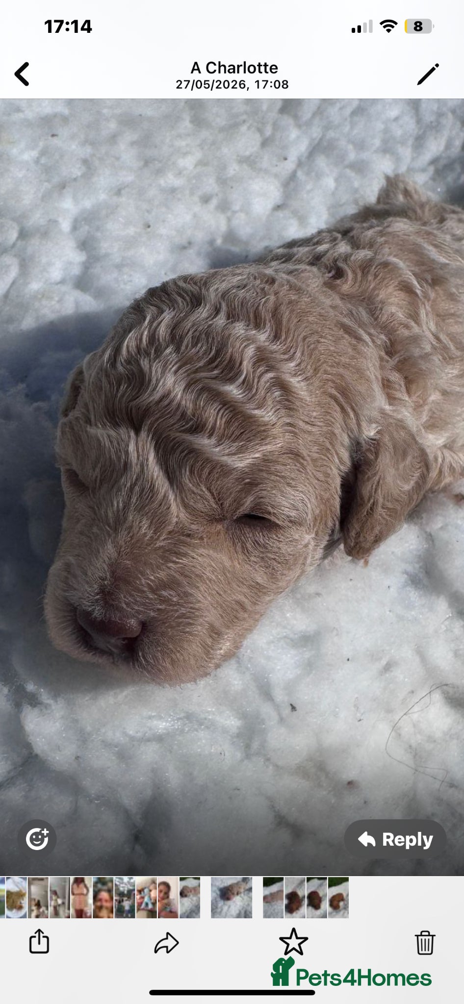 Toy Poodle dogs for sale: Kc registered toy poodle - Advert 10