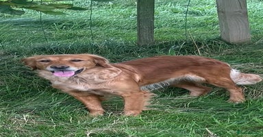 Mini Goldendoodle dogs - Advert 4