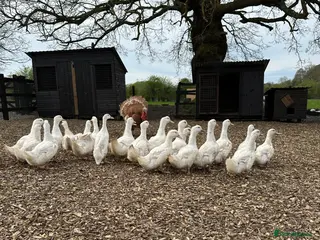 Ducks poultry Female Cherry Valley Laying Ducks - Advert 6