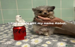 Pomeranian dogs for sale: Beautiful Pomeranian puppies  - Image 3