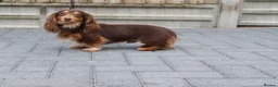 Miniature Dachshund dogs for sale: **LONGHAIRED MINIATURE DACHSHUNDS*** - Advert 14