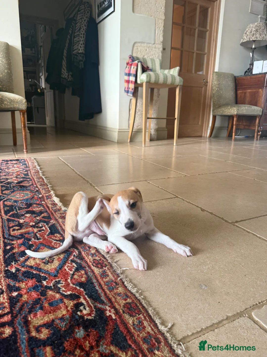 Whippet dogs for sale: Handsome Pedigree Whippet Puppies  - Advert 6