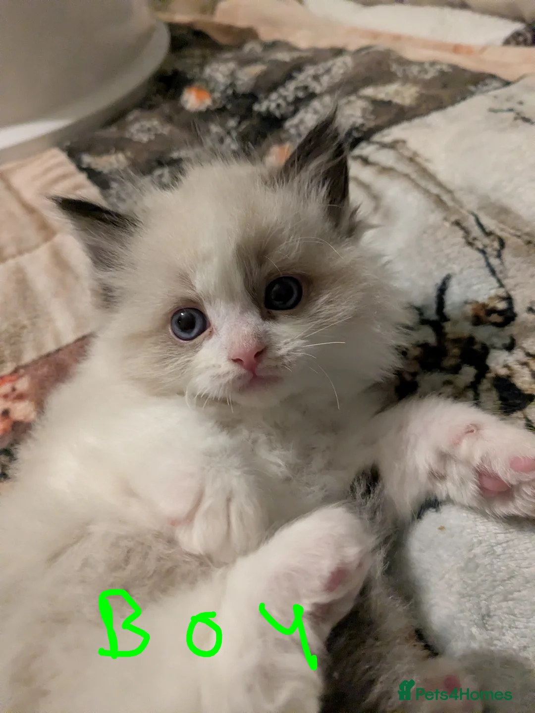 Ragdoll cats for sale: 7 Pure Ragdoll kittens  - Advert 5