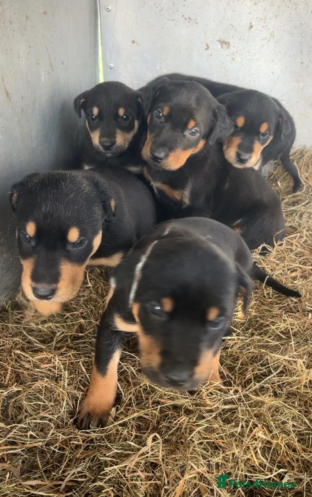 Mixed Breed dogs for sale: Beautiful puppies  - Advert 2