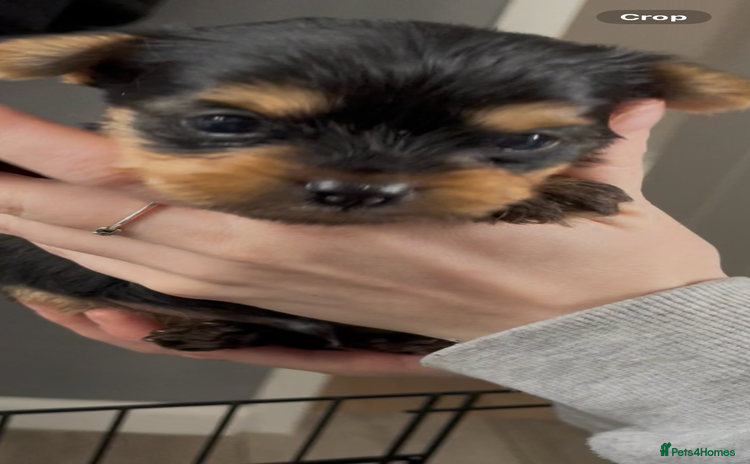 Yorkshire Terrier dogs - Advert 3