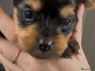 Yorkshire Terrier dogs - Advert 3