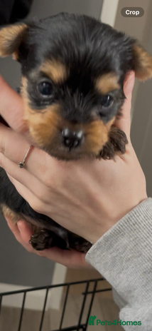 Yorkshire Terrier dogs - Advert 2