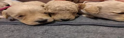 Cockapoo dogs for sale: F1B Cockapoo Puppies | KC Reg. Toy Poodle Dad - Advert 13