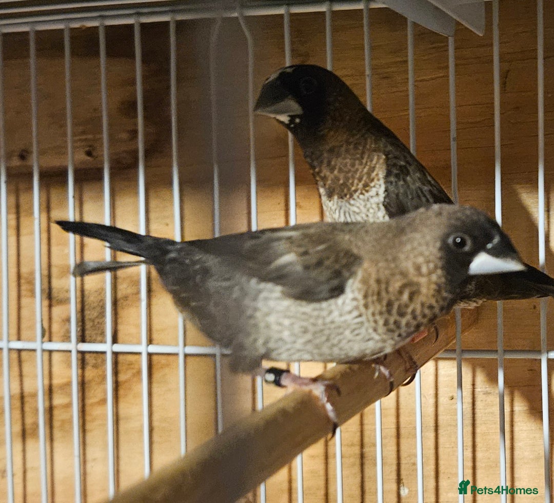 Finches birds for sale: Bengalese finches & Zebra Finches - Advert 22