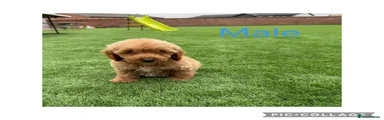 Cockapoo 2