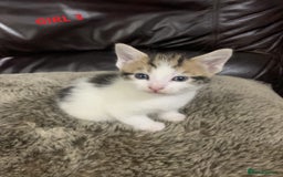 Mixed Breed cats for sale: 6 X BEAUTIFUL MIXED BREED KITTENS BORN 23.08.2025  - Image 12