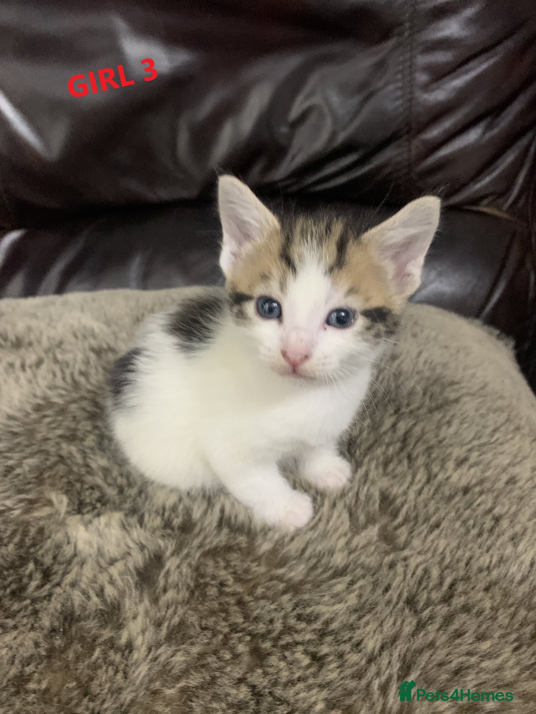 Mixed Breed cats for sale: 6 X BEAUTIFUL MIXED BREED KITTENS BORN 23.08.2025  - Image 12